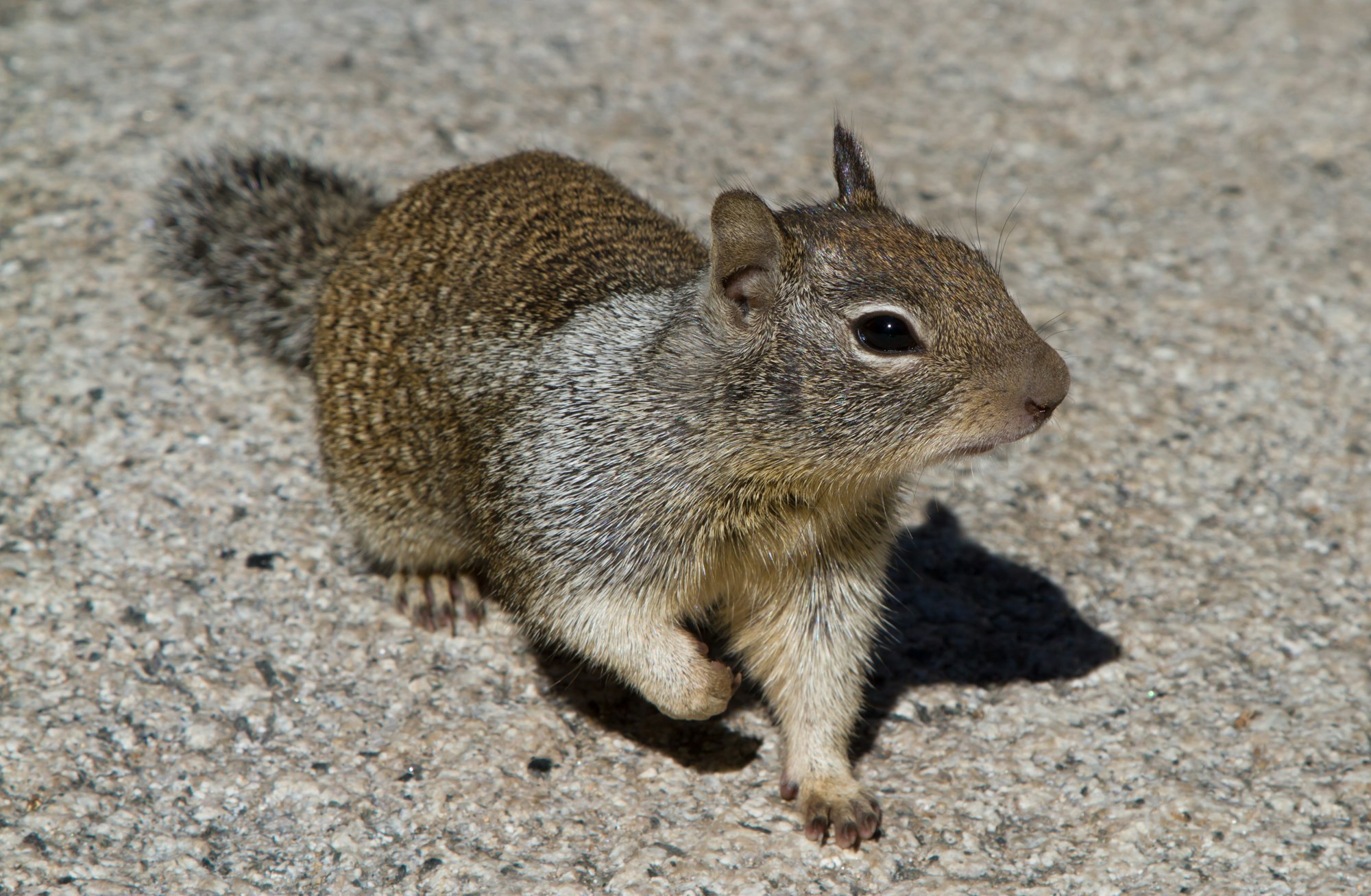 Ground Squirrels - San Mateo County Mosquito and Vector Control District
